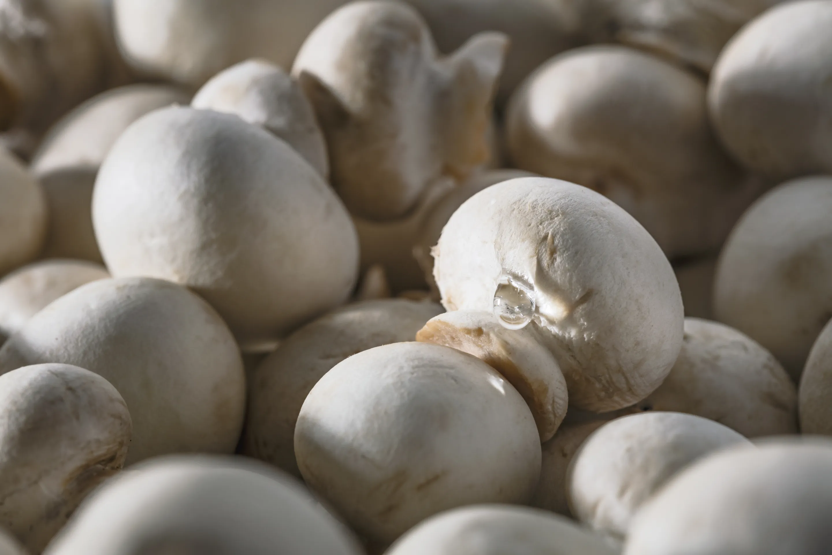 Champignons de Paris miniatures 1er choix origine France