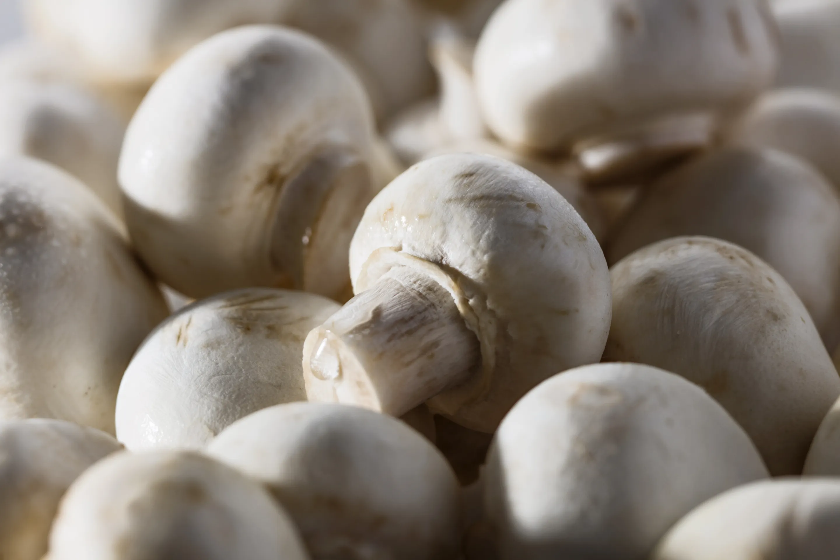 Mini champignon sans sulfite, sans additif et sans conservateur 1/4 x3