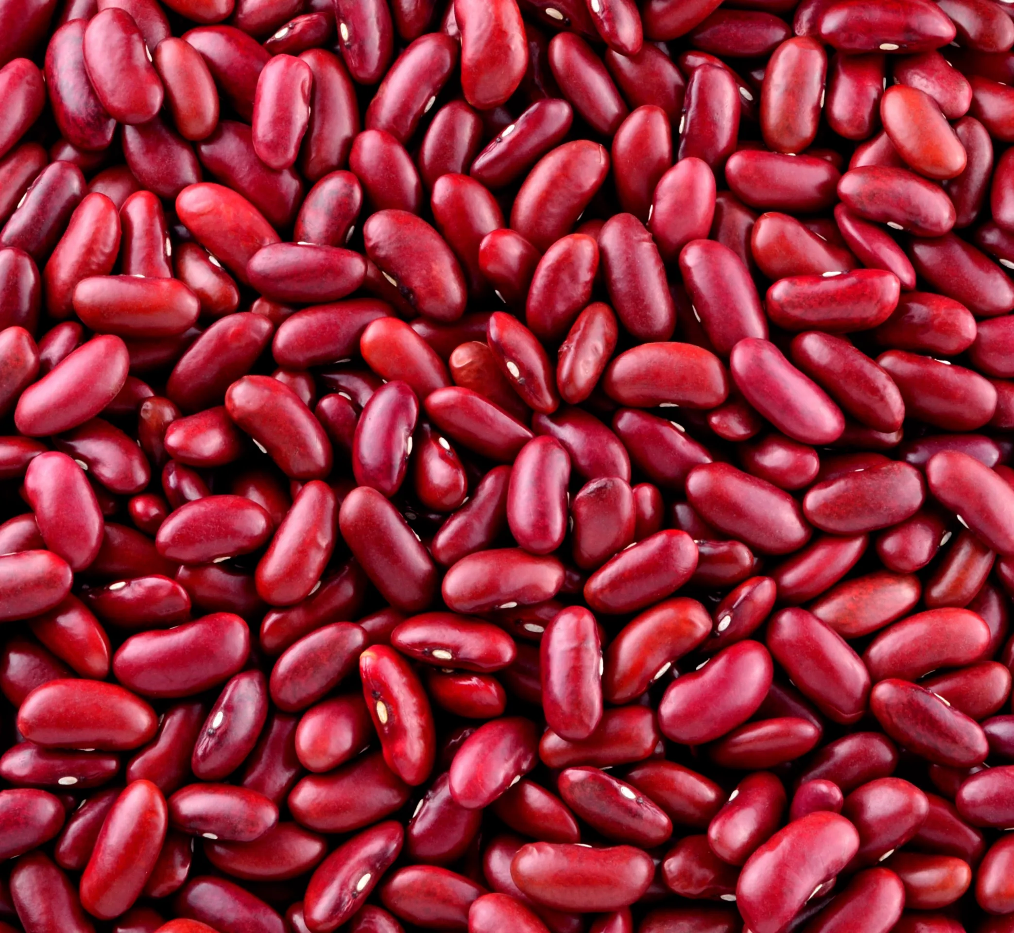Haricots rouges kidney