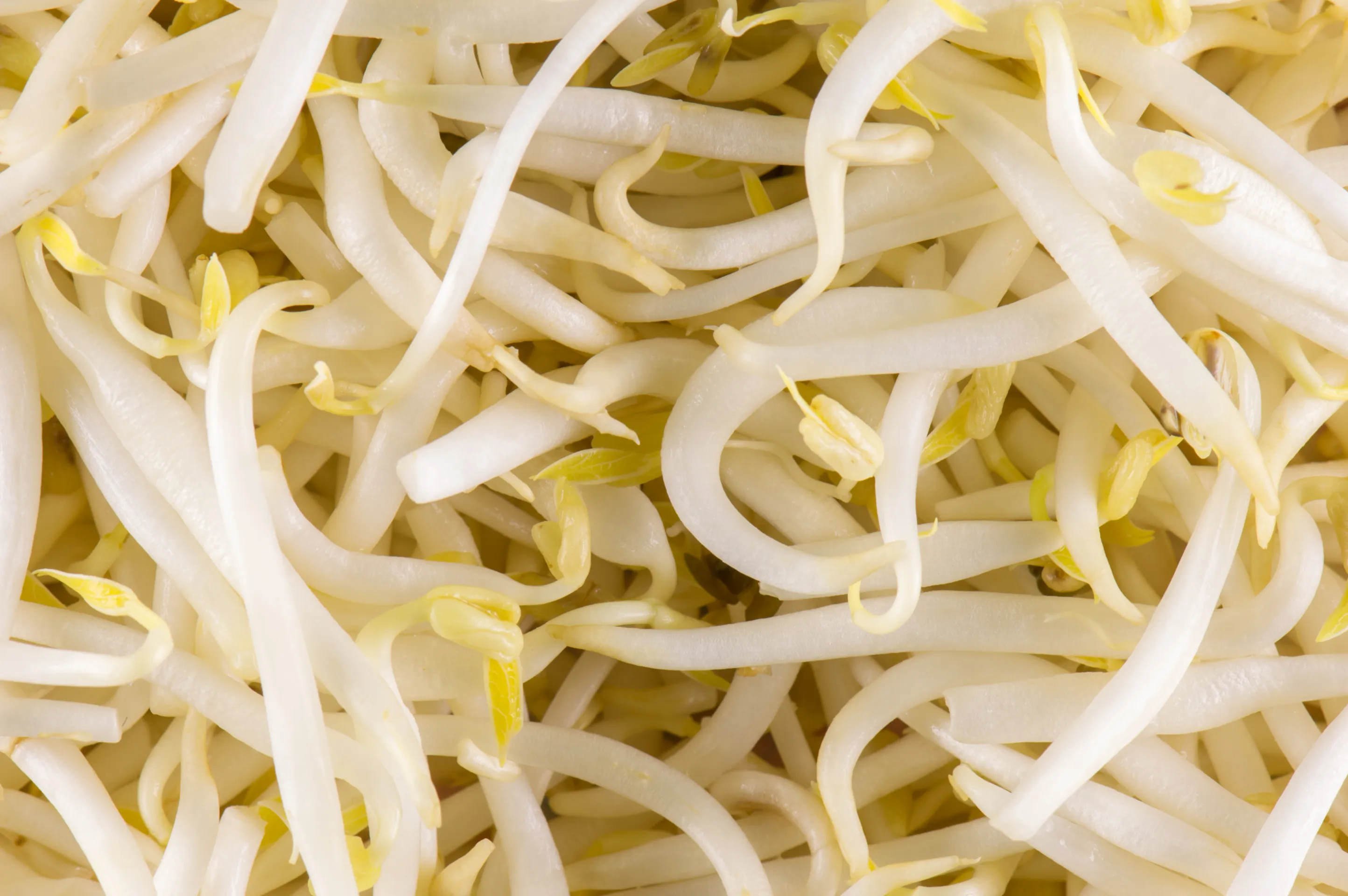 Brotes germinados