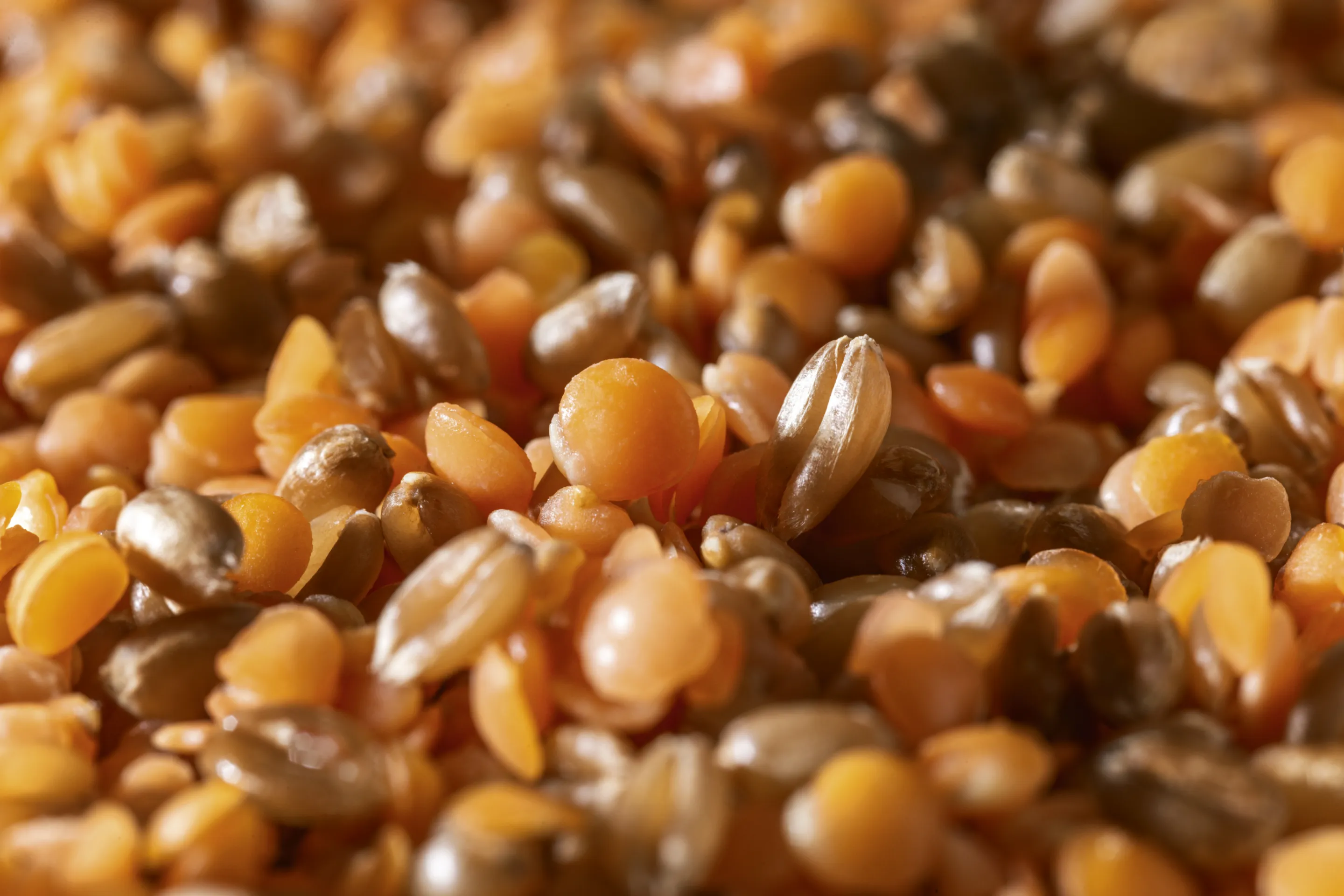 Spelt & røde linser Minute®