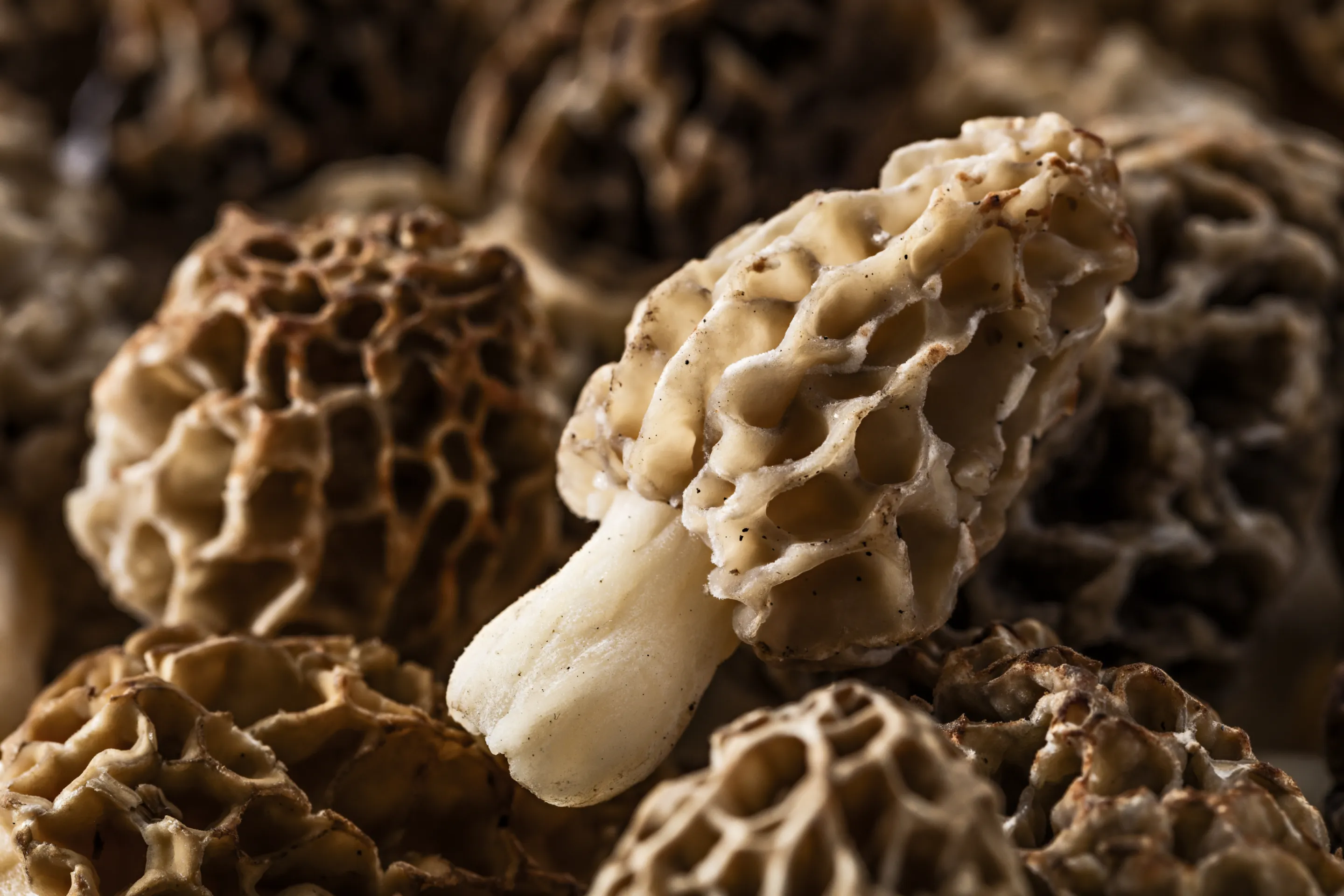 Morilles