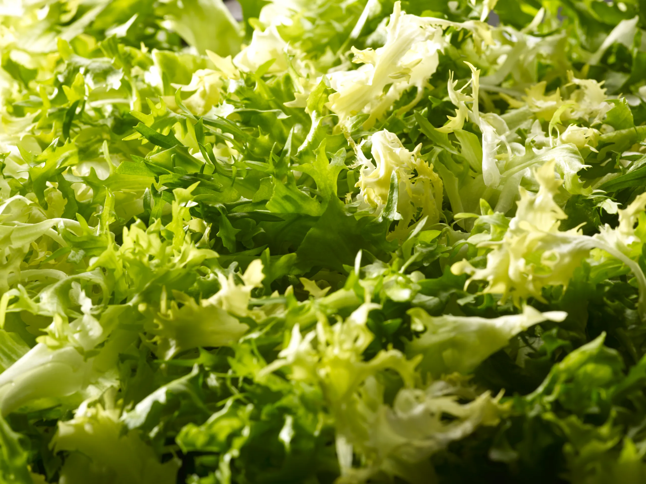 Frisée