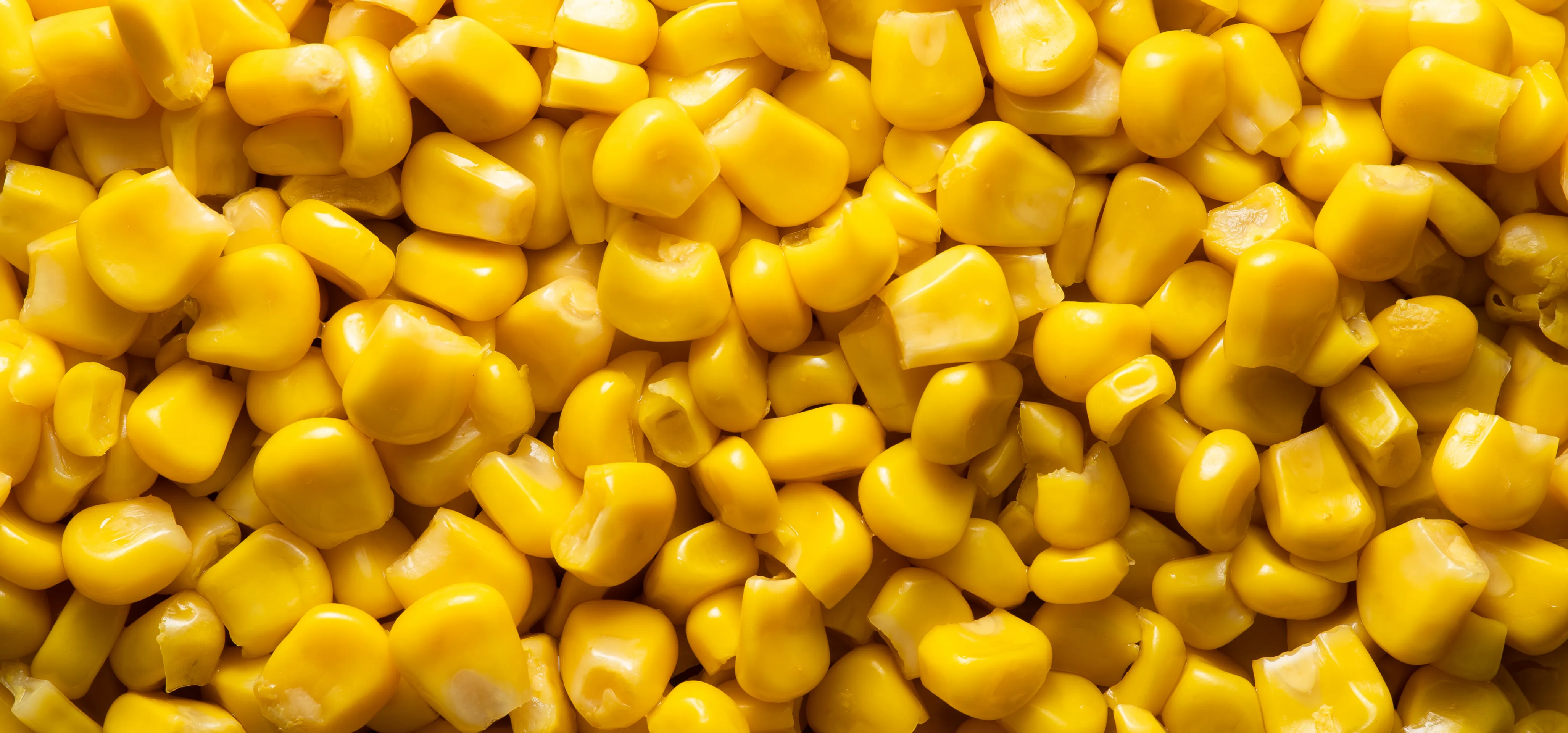 Um toque de milho sem resíduos de pesticidas