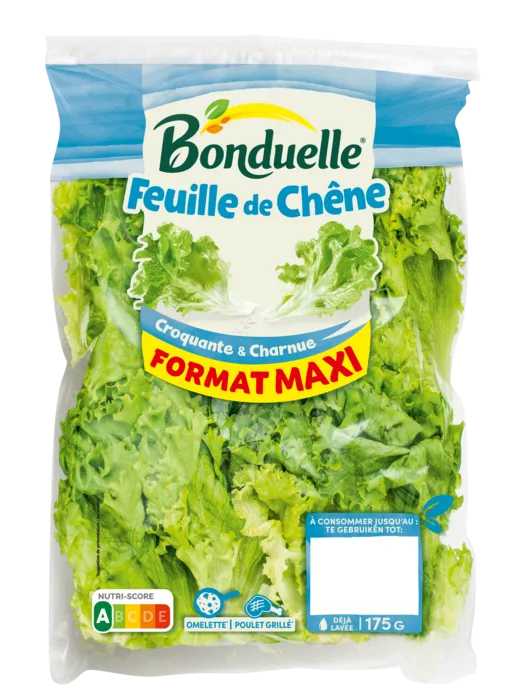 Feuille de chêne verte