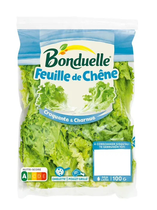 Feuille de chêne verte
