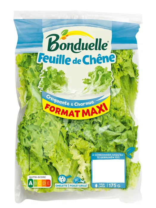 Feuille de chêne verte
