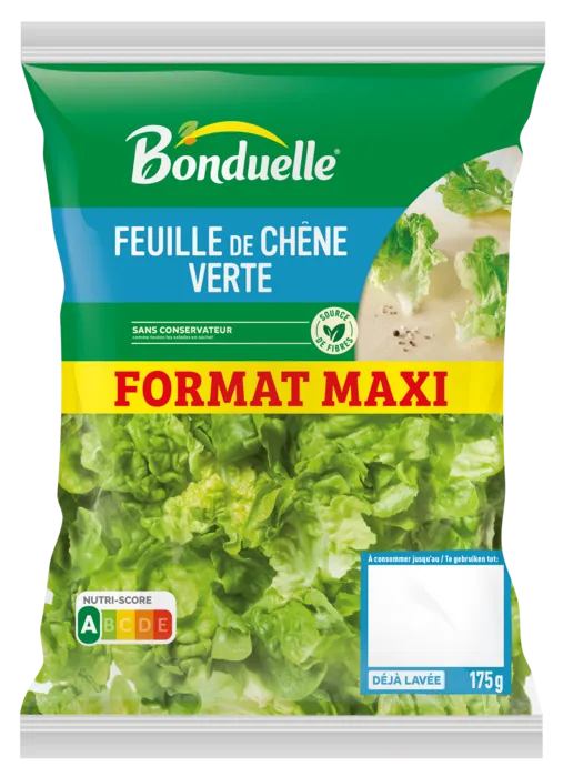 Feuille de chêne verte
